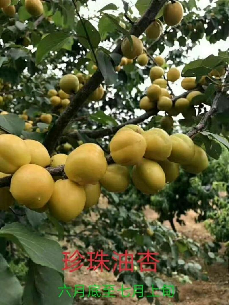 珍珠油杏苗产量特丰产口感甜香核香甜丰产稳产现挖现卖