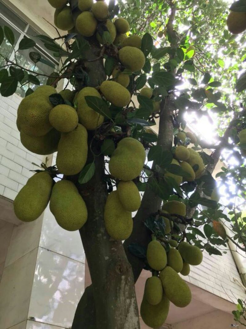 1号菠萝蜜苗，嫁接苗