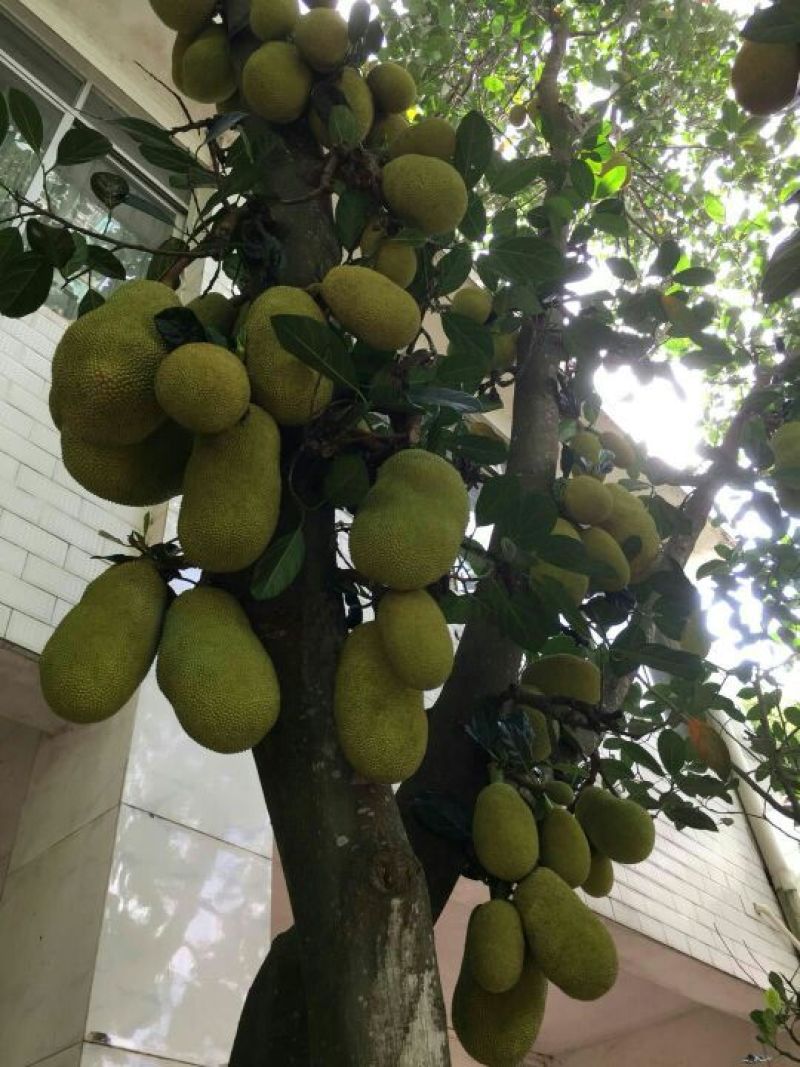 1号菠萝蜜苗，嫁接苗