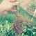 沃柑苗，091无核沃柑苗
