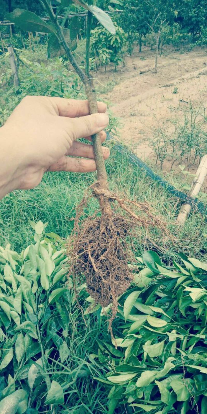 沃柑苗，091无核沃柑苗