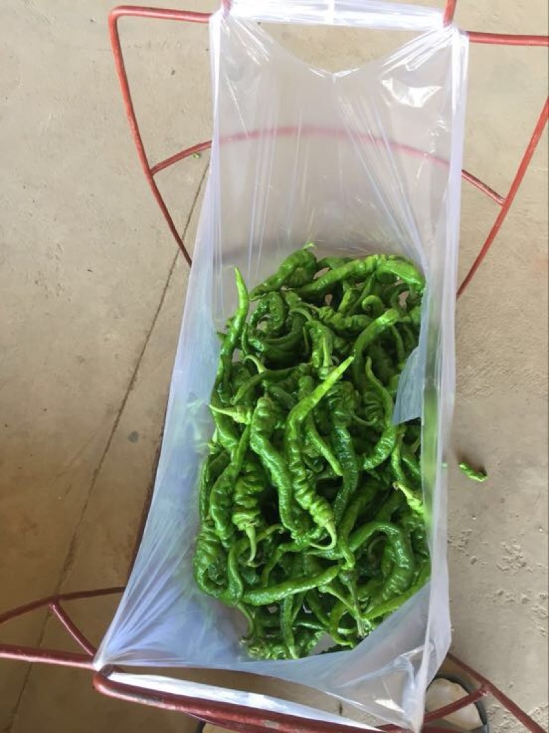 陇椒﹥20厘米中辣青
