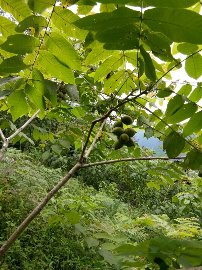 野生核桃