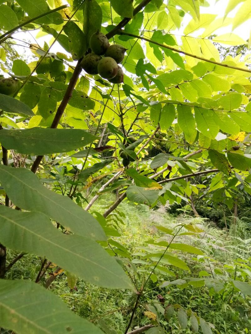 野生核桃