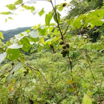 野生核桃