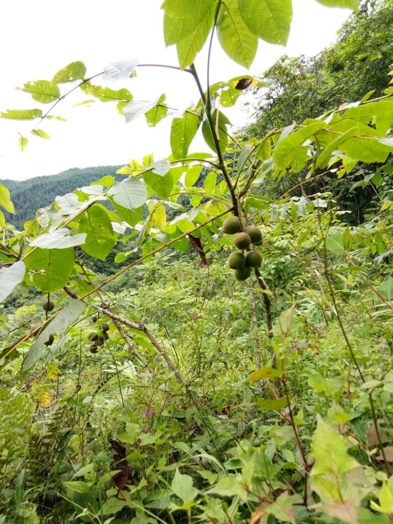野生核桃