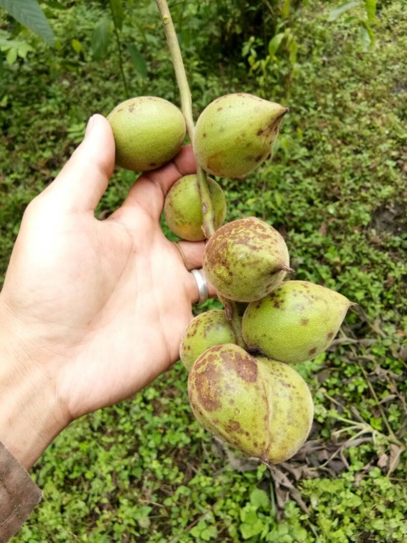 野生核桃