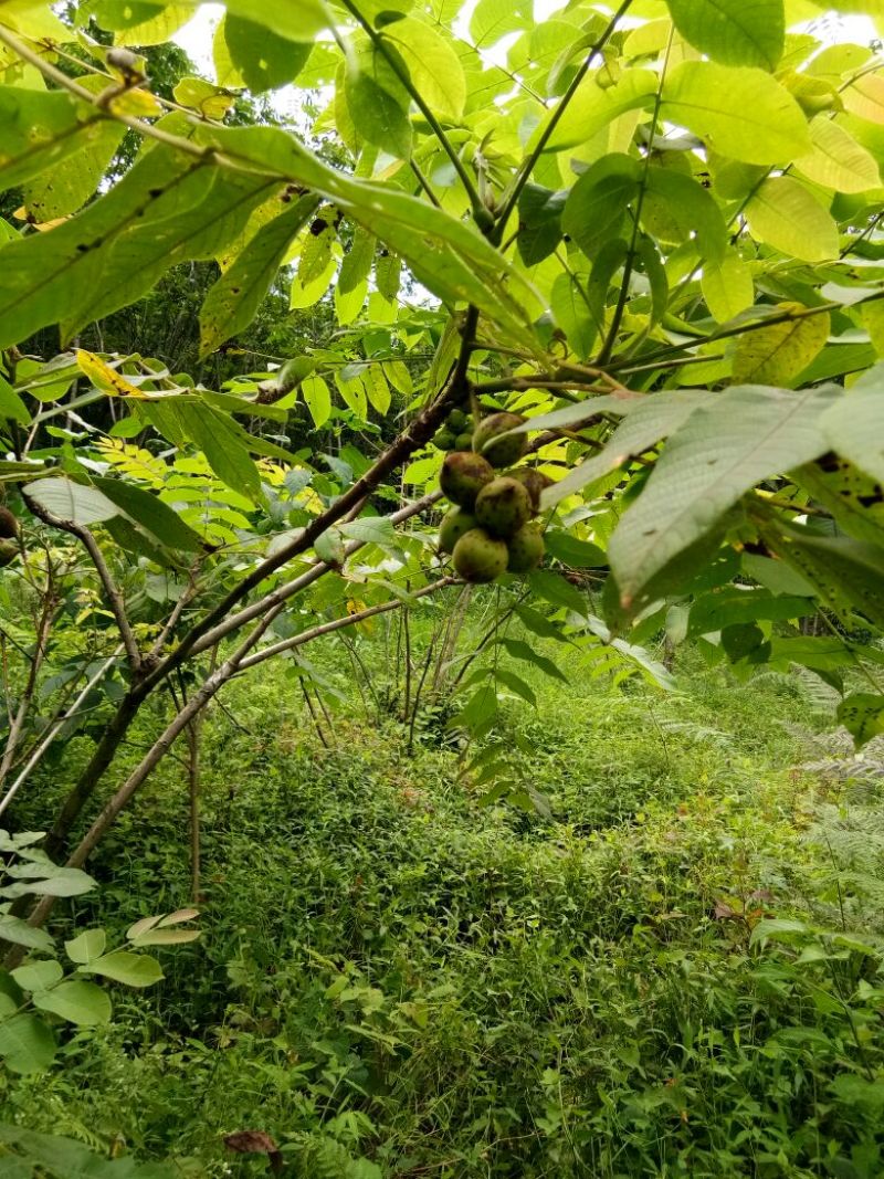 野生核桃