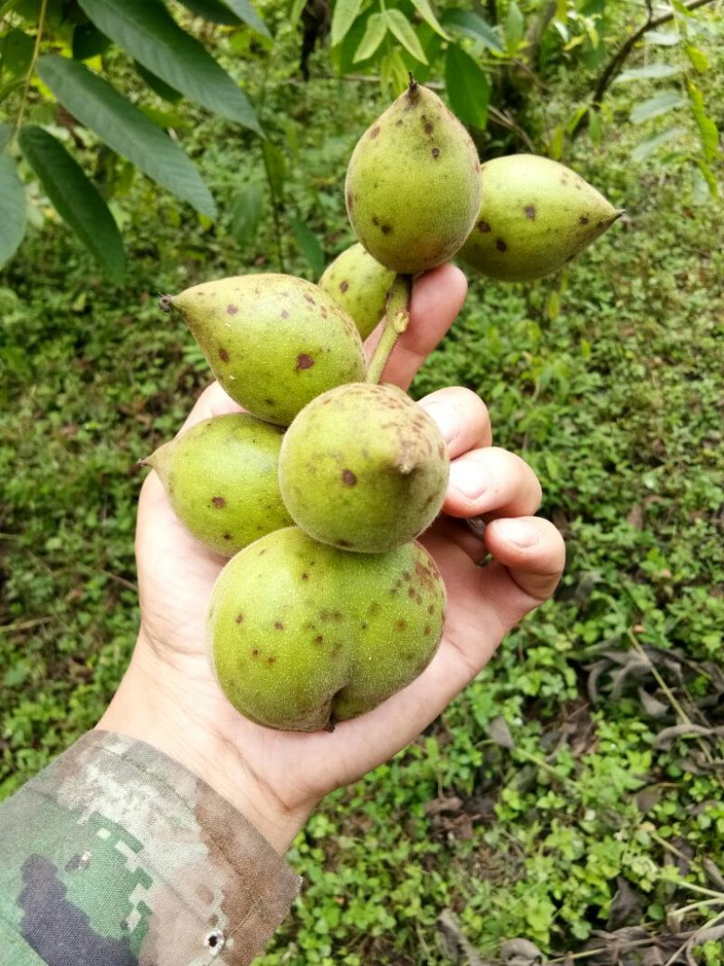 野生核桃