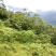 野生核桃
