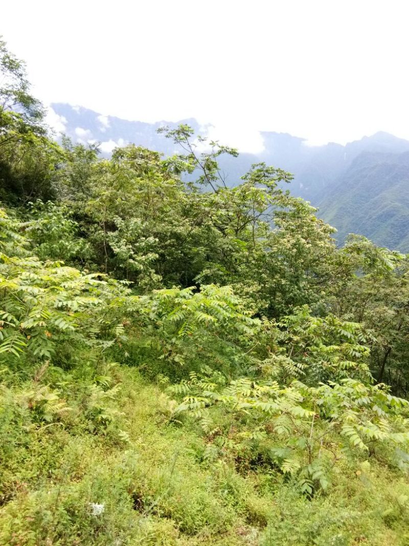 野生核桃