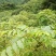 野生核桃