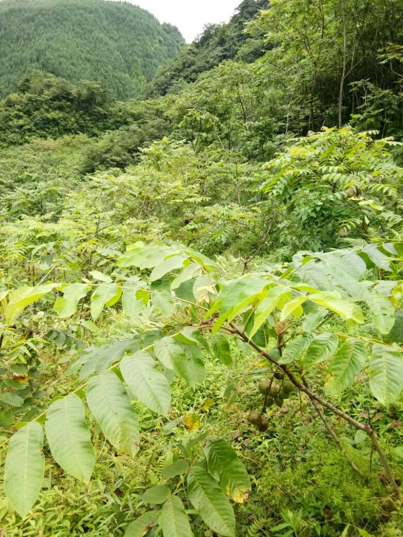 野生核桃