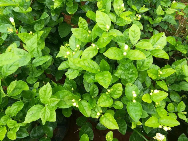 茉莉花