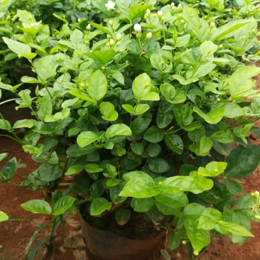 茉莉花