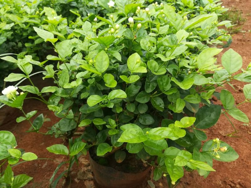 茉莉花