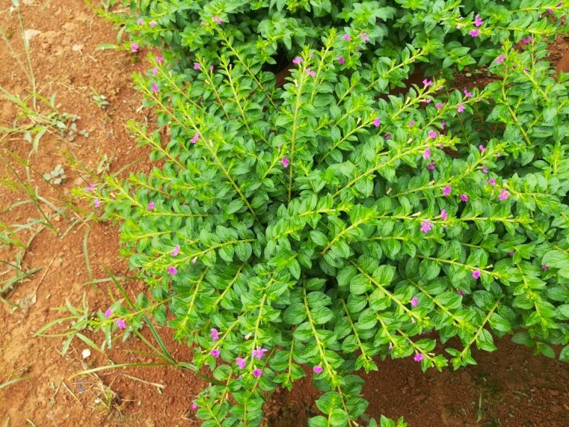 雪茄花，满天星