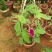 爬藤牵牛花