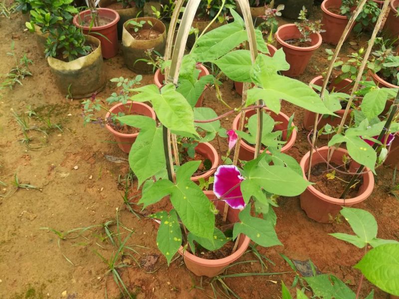 爬藤牵牛花