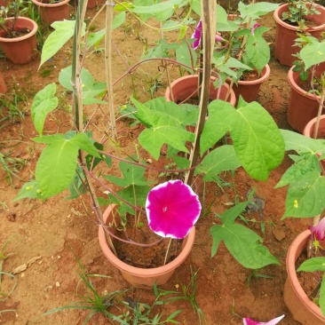 爬藤牵牛花