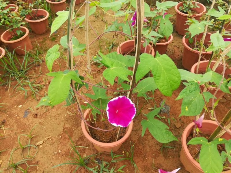 爬藤牵牛花