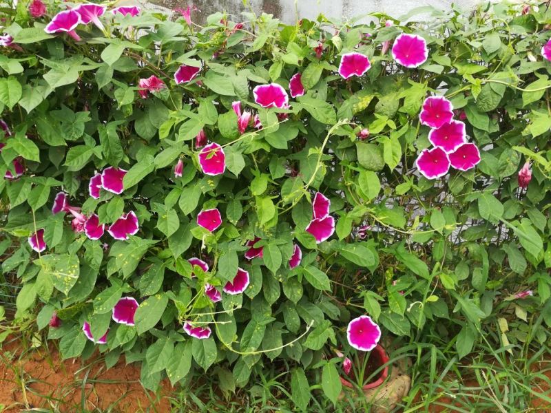 爬藤牵牛花
