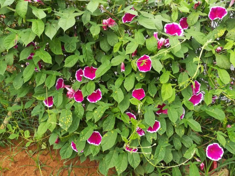 爬藤牵牛花