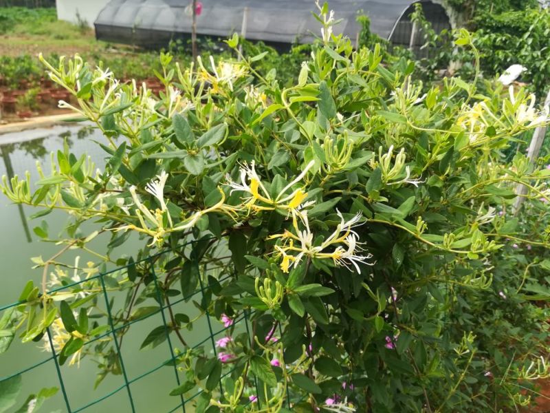 金银花