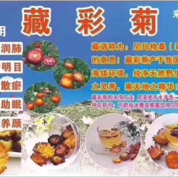 七彩菊