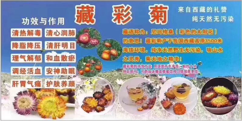 七彩菊
