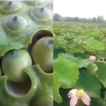 纯干红莲子