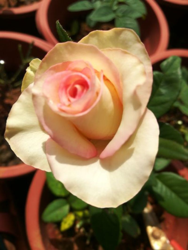 玫瑰花盆栽