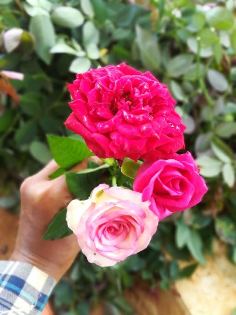 玫瑰花盆栽