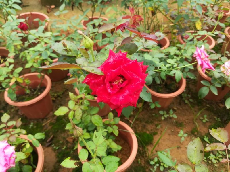 玫瑰花盆栽