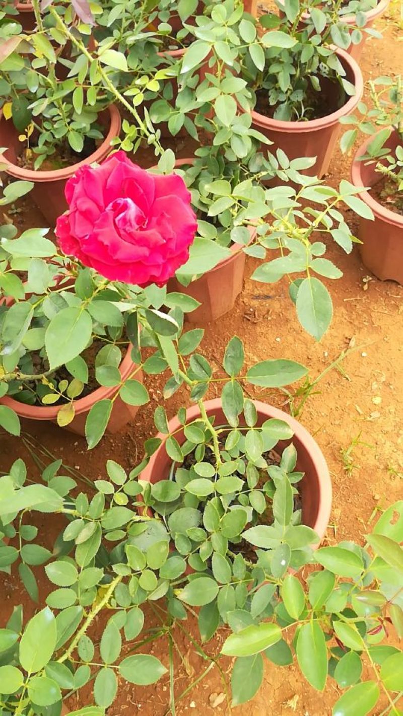 玫瑰花盆栽