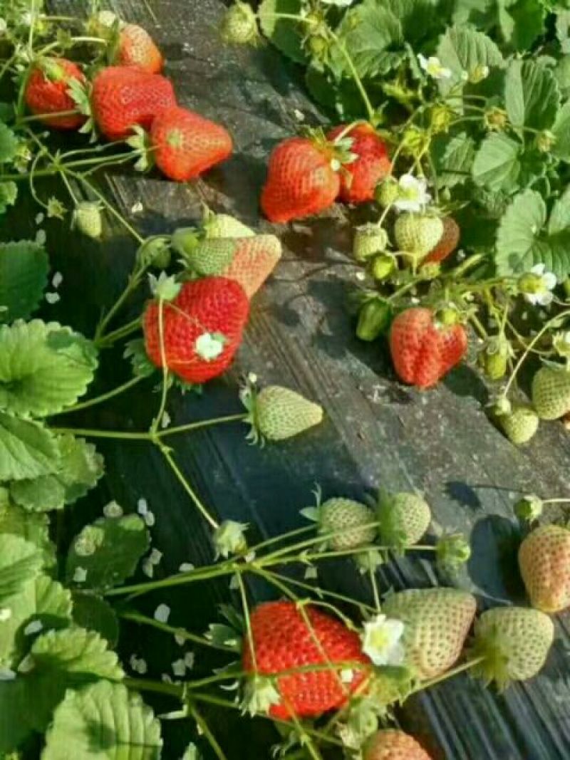 批发红颜草莓苗秒香草莓苗奶油草莓苗四季草莓苗白雪