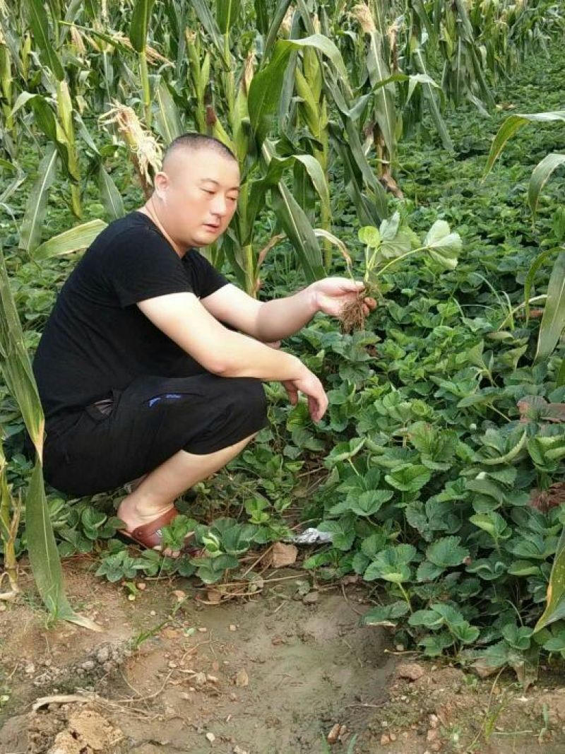 批发红颜草莓苗秒香草莓苗奶油草莓苗四季草莓苗白雪