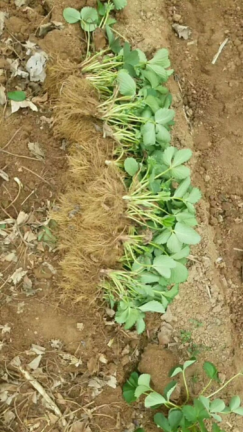 批发红颜草莓苗秒香草莓苗奶油草莓苗四季草莓苗白雪