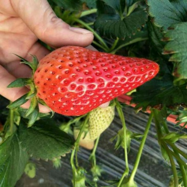 批发红颜草莓苗秒香草莓苗奶油草莓苗四季草莓苗白雪