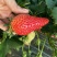 批发红颜草莓苗秒香草莓苗奶油草莓苗四季草莓苗白雪