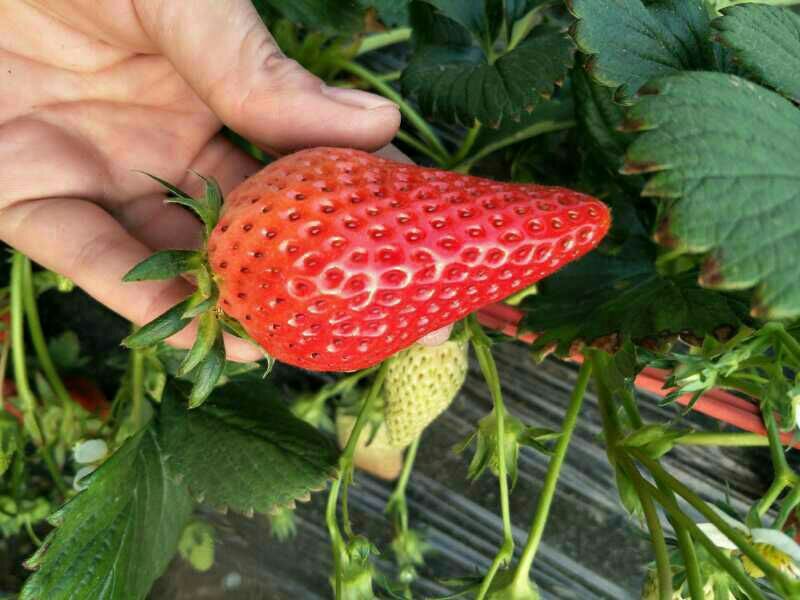 批发红颜草莓苗秒香草莓苗奶油草莓苗四季草莓苗白雪