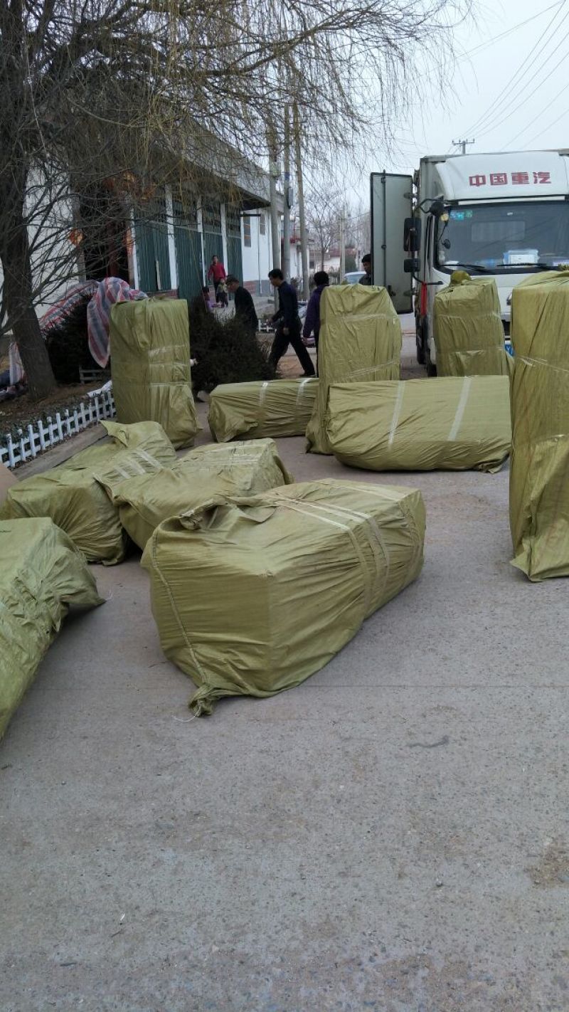 批发红颜草莓苗秒香草莓苗奶油草莓苗四季草莓苗白雪