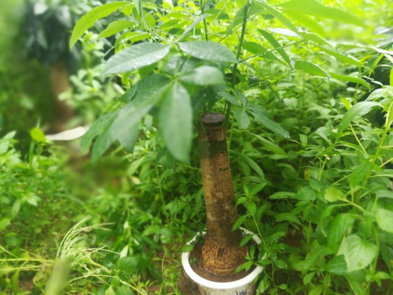 发财树