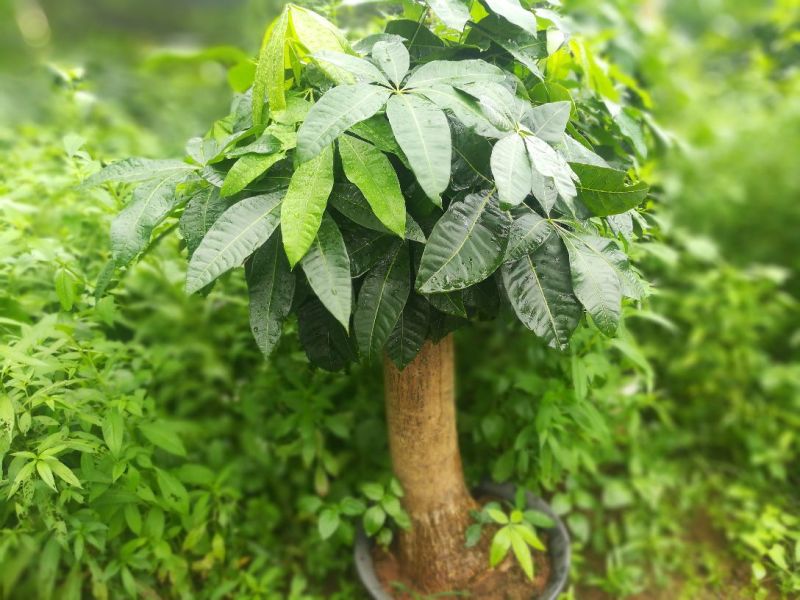 发财树