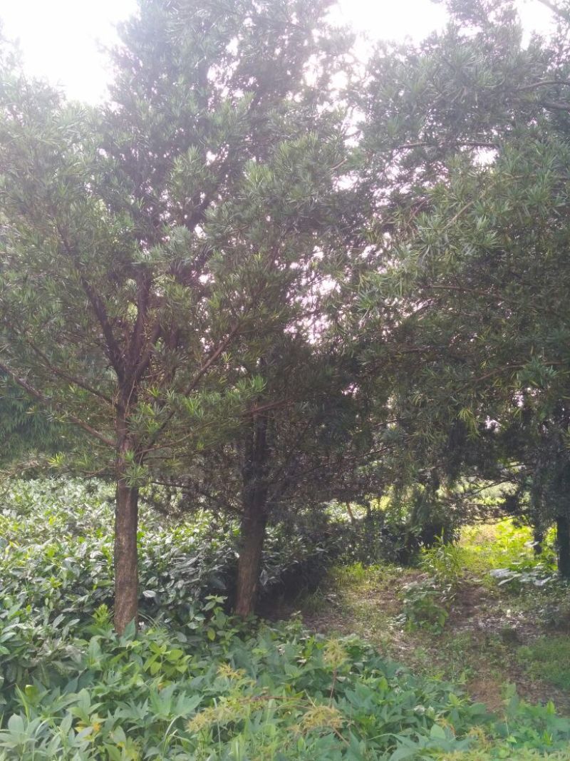 罗汉松，种植户基地直销