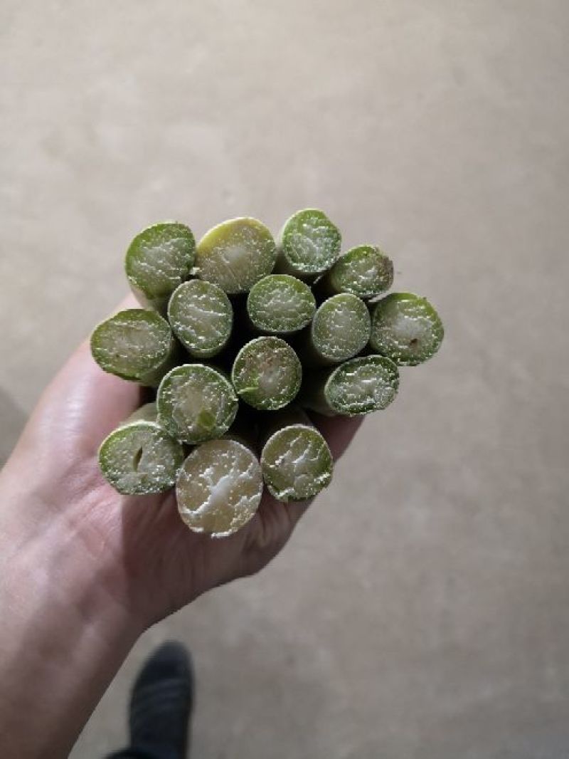 上海嘉友生态崇明有机芦笋
