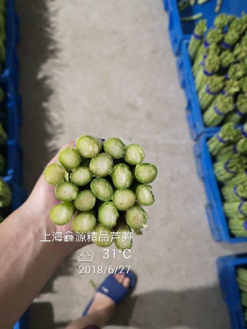 上海嘉友生态崇明有机芦笋