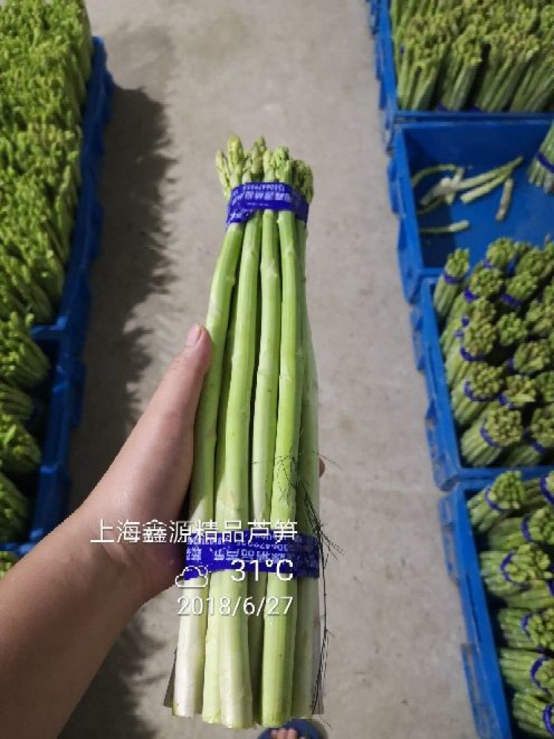 上海嘉友生态崇明有机芦笋