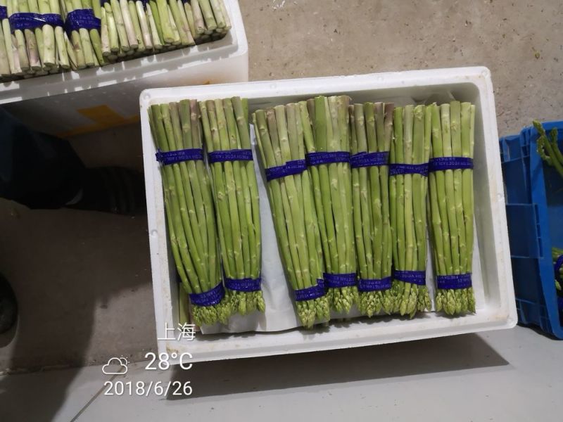 上海嘉友生态崇明有机芦笋