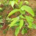 白玉兰